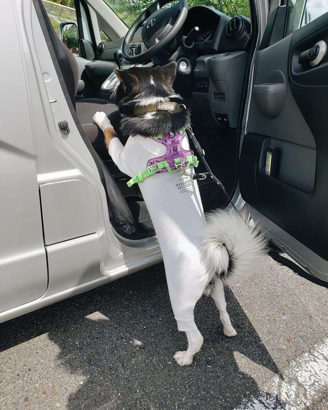 tamiさんのインスタグラム写真 - (tamiInstagram)「* #マッシュとレノン *  お散歩～～🐕  車大好きレノン🐺 最後の動画の後、自力でよじ登って乗車したよ🚗  (最近コメントのお返事出来てなくてごめんなさい🙏)  * #犬との暮らし#いぬのきもち #フレンチブルドッグ#雑種犬 #多頭飼い#元保護犬#里親 #犬バカ部#犬のいる暮らし #お散歩」5月1日 9時16分 - tami_73