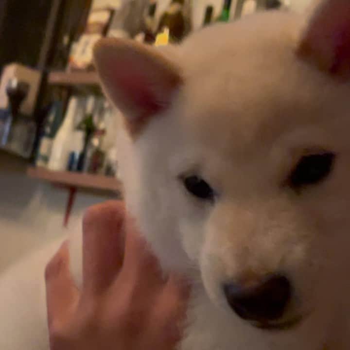 脇田恵子のインスタグラム：「昨日のだいふく先生🐶 #保護犬 #白柴 #子犬 #いぬすたぐらむ」