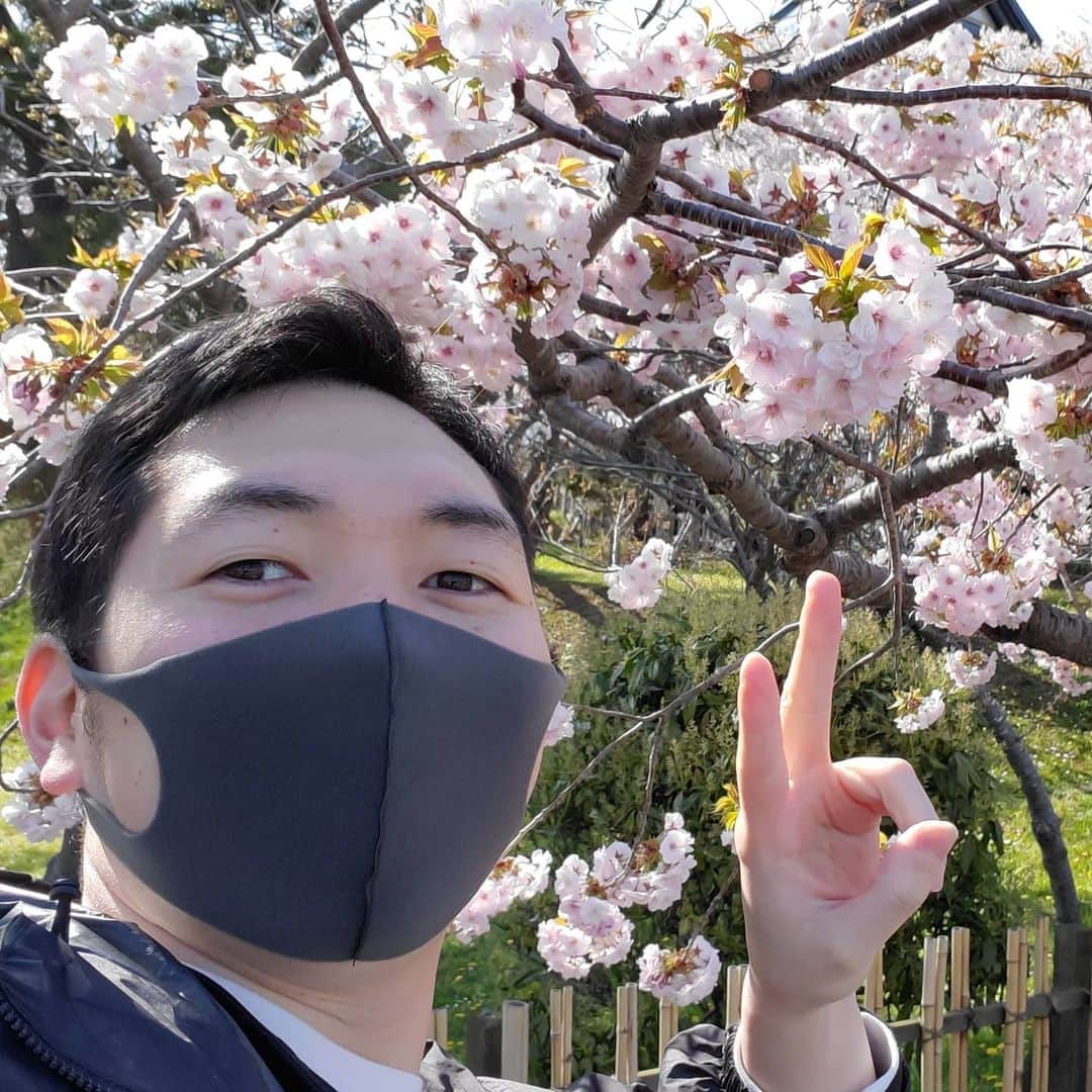 CO-DAのインスタグラム：「おはよー！ こっちはまだまだ桜が咲いてるよー！！🌸🌸🌸 それでは5月もよろしくま🐻 #5月もよろしく」