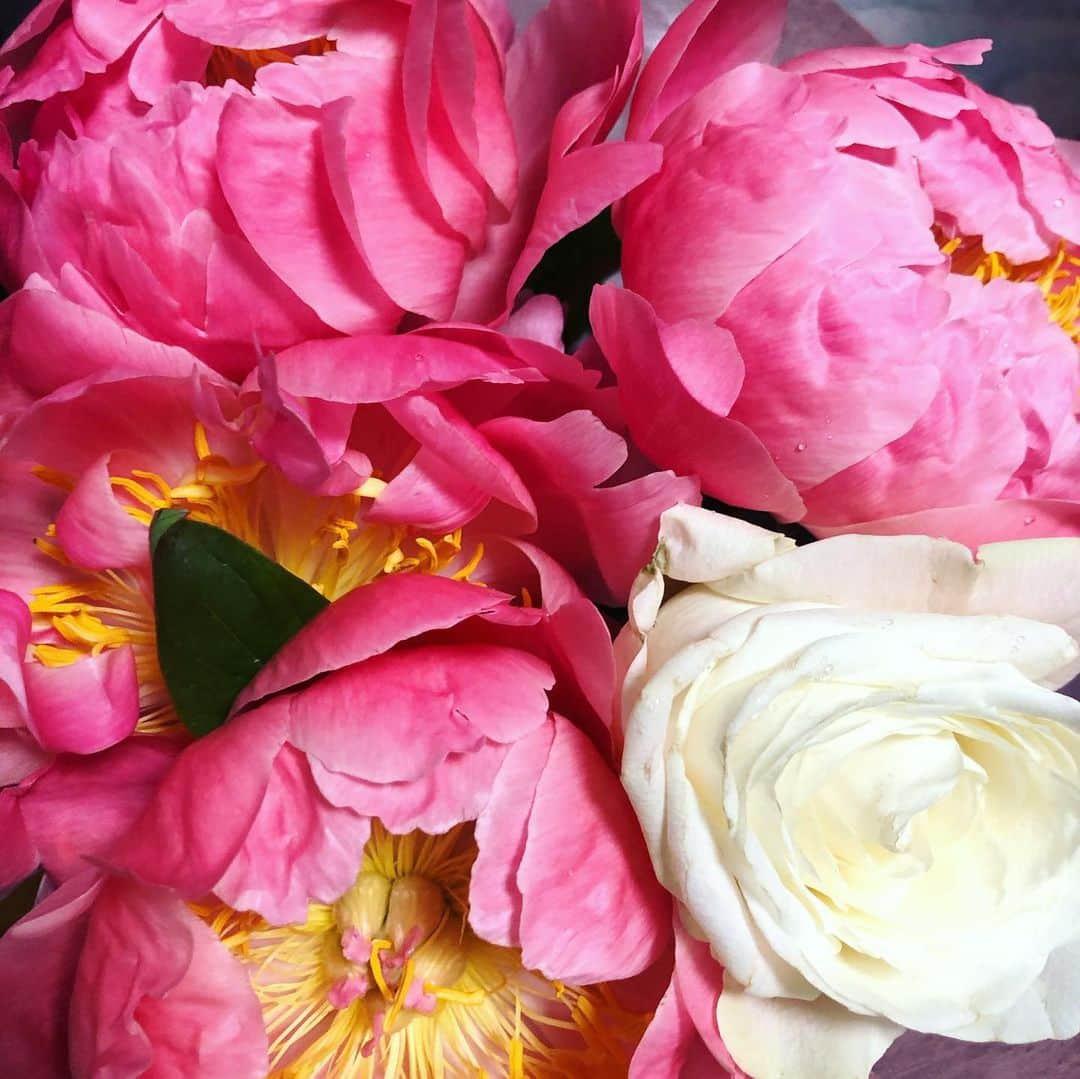 安藤萌々さんのインスタグラム写真 - (安藤萌々Instagram)「5月！芍薬の季節になりましたね。 一番好きな花は #piony #芍薬   スタジオのお花にも芍薬が入っていたのでパシャリ #アーカイブ」5月1日 1時43分 - momo_ando_ex
