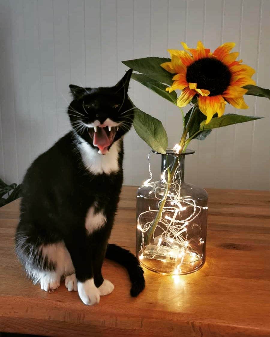 スターリンのインスタグラム：「Happy weekend! 🌻😺」