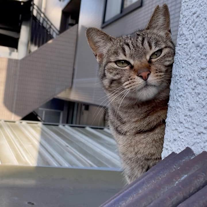 田中香子のインスタグラム