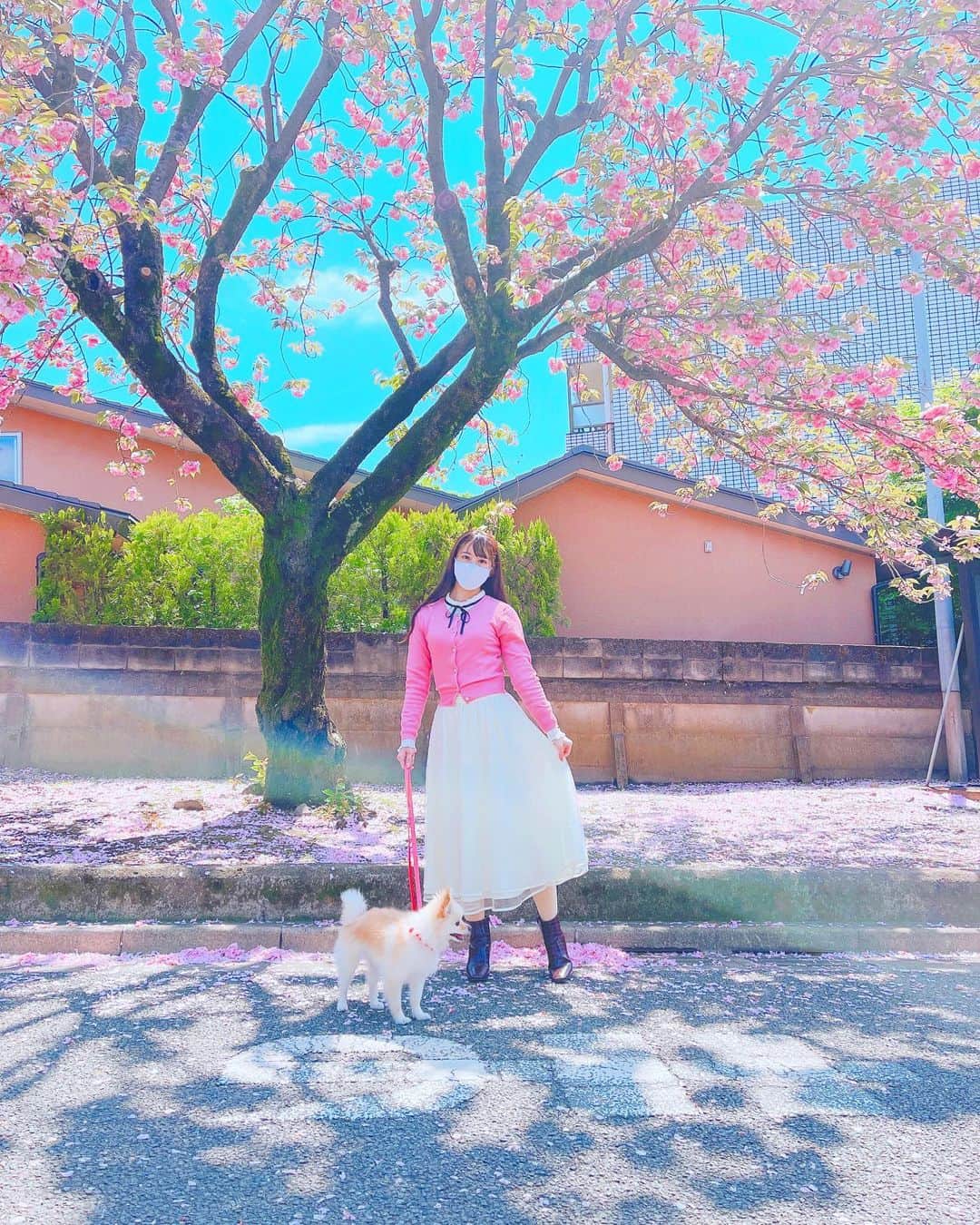初川みなみのインスタグラム：「ピンクと青のコントラストが最高でした💗💙﻿ ﻿ #ポメラニアン#ポメ#犬のいる暮らし#ぽめすたぐらむ#いぬすたぐらむ#散歩﻿ #春#4月#桜#ピンク」