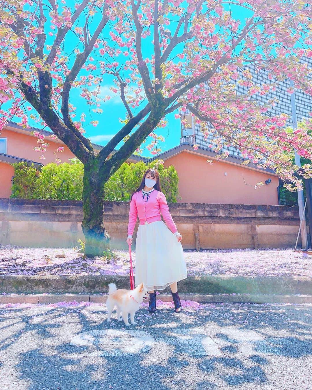 初川みなみさんのインスタグラム写真 - (初川みなみInstagram)「ピンクと青のコントラストが最高でした💗💙﻿ ﻿ #ポメラニアン#ポメ#犬のいる暮らし#ぽめすたぐらむ#いぬすたぐらむ#散歩﻿ #春#4月#桜#ピンク」5月1日 19時27分 - hatsukaw_aminami