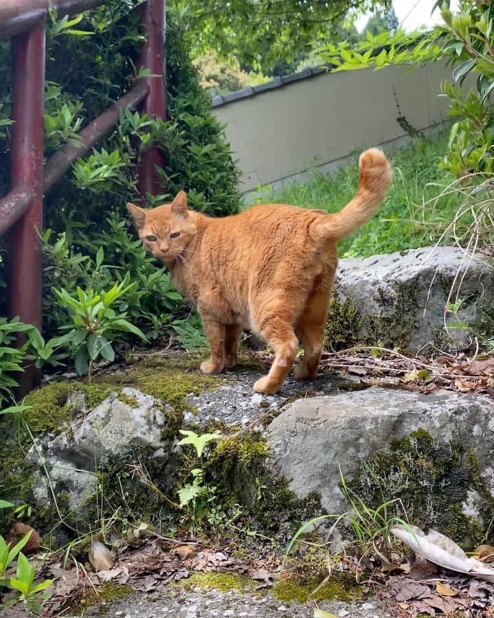 長澤メイのインスタグラム：「リチャードが 案内してくれた🐈💕  メイが登るまで 待っててくれた🏃‍♀️笑」