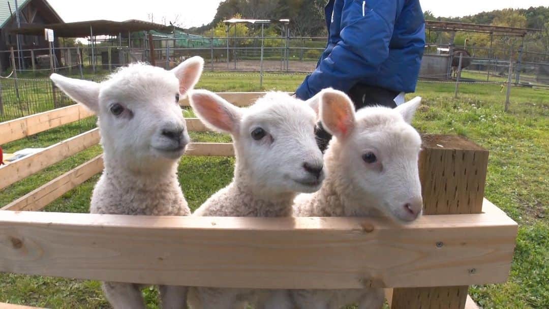 のインスタグラム：「仲良く日向ぼっこ中の赤ちゃんヒツジ🐏☀️外の世界に興味津々みたい‼️  #みんどう #らぶどう #袖ヶ浦ふれあいどうぶつ縁 #羊 #ヒツジ #那須雄登 #美少年 #Babysheep #sheep」