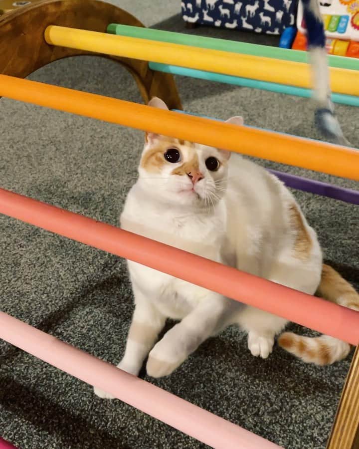 Richard Kittyのインスタグラム：「Wild Friday night! 👏🏽🎤💃🏻」