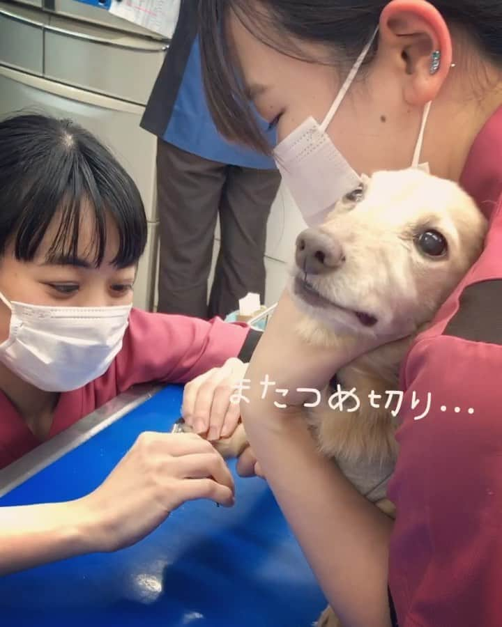 チズのインスタグラム：「気がつけば…もぅ5月🎏 先月になりますが、マロ君🐶❤️ 病院🏥に狂犬病💉に行きました🌱 大嫌いな爪切り… カチカチになりながら 頑張ったぞぉー❗️❗️  #動くマロン #爪切り嫌い  #固まる顔 #ガチガキフェイス #笑っちゃうよね 🤭 #5月もよろしくお願いします🐥 #Ｍダックス#ダックス#ミニチュアダックス #親父犬#シニア犬#ミニチュアダックスフンド #ミニチュアダックスクリーム#短足部 #短足犬#カニンヘンダックス #ダックス15歳#カニンヘンダックスフンド#犬は家族#犬のいる生活#インスタでわんこみるのが日課 ♡♡」