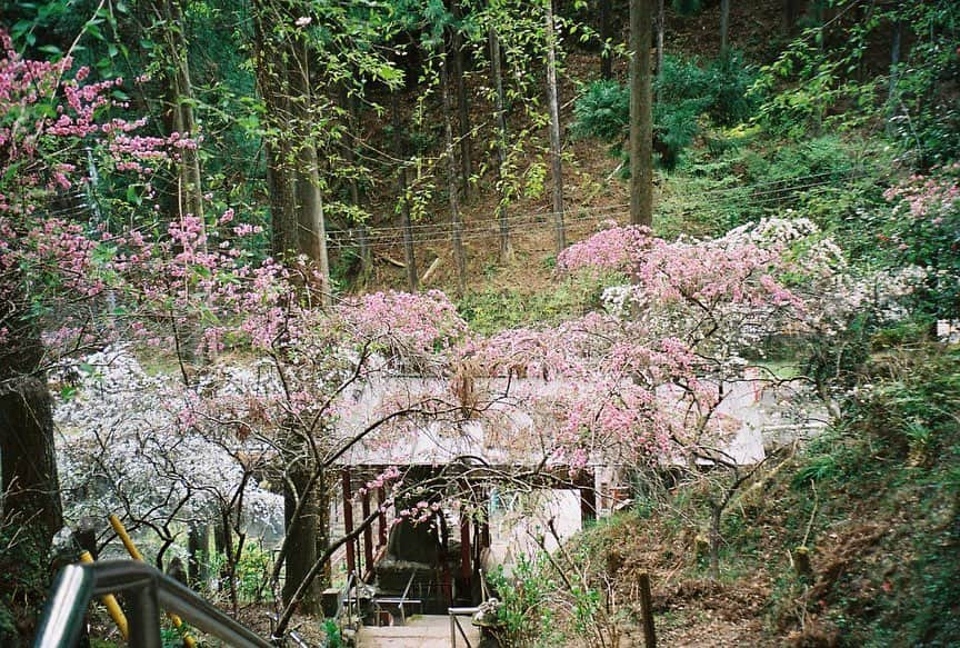 小田飛鳥さんのインスタグラム写真 - (小田飛鳥Instagram)「#旧秩父橋 #秩父橋 #美の山公園 #八重桜 #武甲山 #秩父札所 #観音院 #はなもも #秩父神社 #武甲酒造 #武甲正宗 #フィルムカメラ #filmphotography #秩父 #chichibu」5月1日 15時53分 - asuka_oda_0320