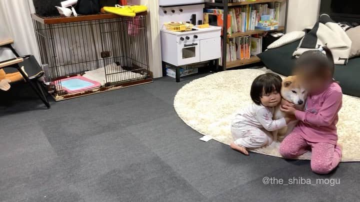 Moguのインスタグラム：「. 私は誰のものでもないなの。 #私は私 #駅でもない #誇り高き柴犬 #なぜ子分達がずっと家にいるのか #関わらないでほしい #もぐにゴールデンなウィークを #最後に舞った埃のようなものは子分1がもぐに抱きついた時にごっそり抜けた毛 #柴犬と暮らすってこういうこと #年中換毛期 . @the_shiba_mogu  #柴犬 #shibainu #shiba#赤柴 #redshiba#犬 #dog#しばいぬ#nannydog#犬と子供#子供と犬#柴犬と子供#柴#赤ちゃんと犬#犬と赤ちゃん#柴犬と赤ちゃん#赤ちゃんと柴犬#柴犬のいる暮らし#子守犬」