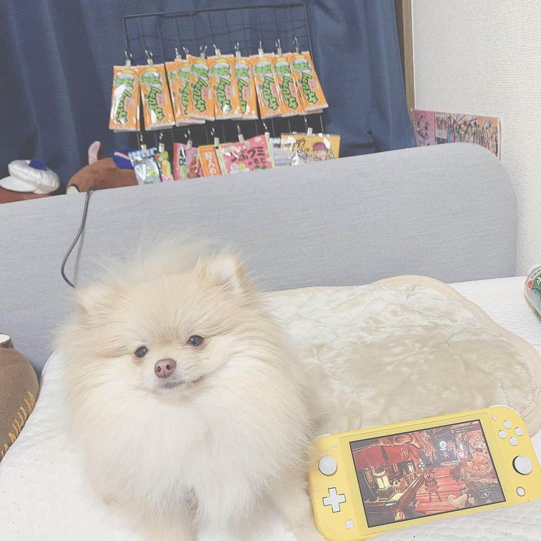 橋本からあげのインスタグラム：「ベット＋モンハン＋愛犬（2匹）＋お菓子＝最高です❗️❗️❗️ ﻿ ﻿ ﻿ ﻿ ﻿ ﻿ ﻿ ﻿ ﻿ #モンハンライズ #モンハン #モンハン好きと繋がりたい #モンハンライズフレンド募集 #モンハン女子 #狩友募集」