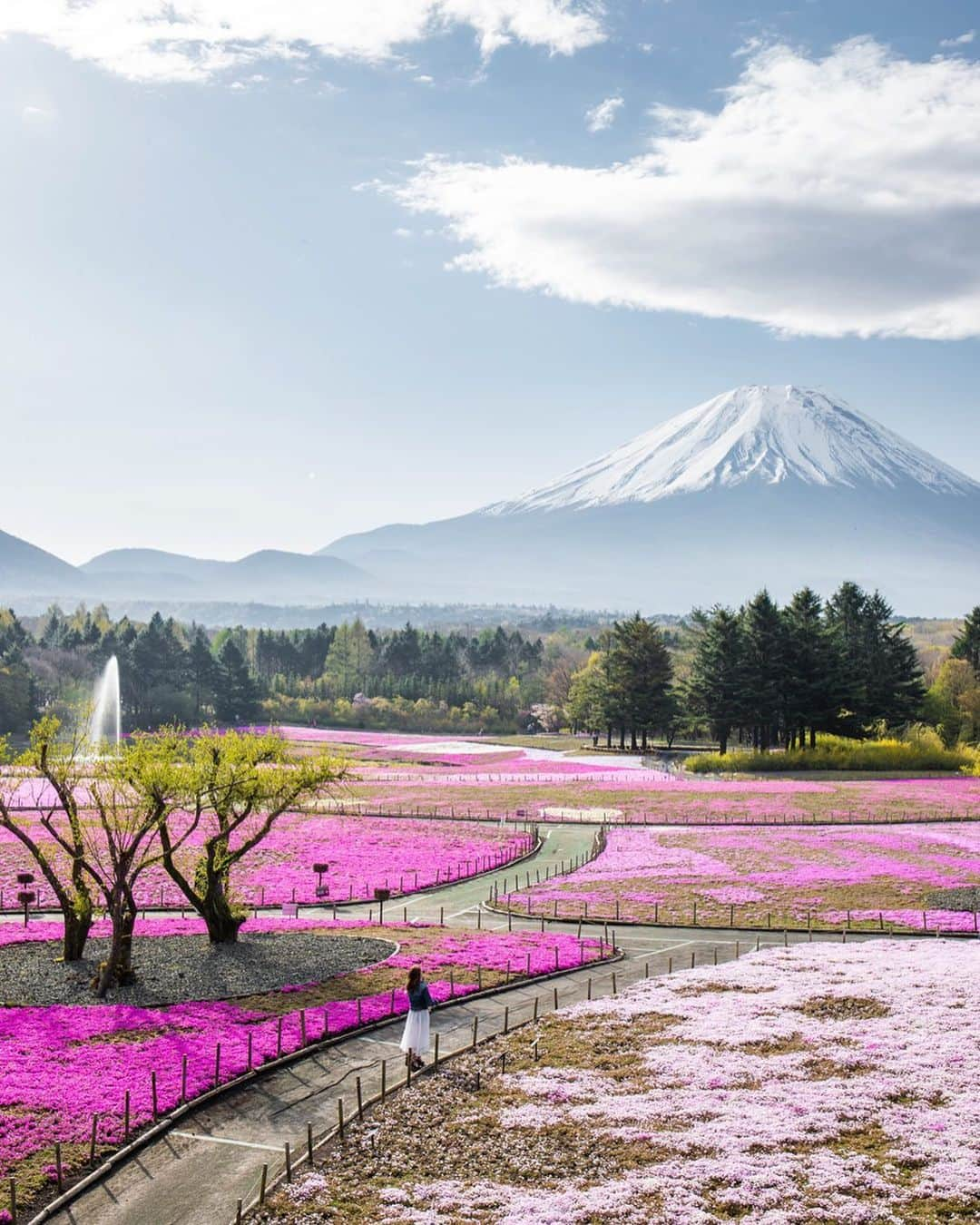 U2 Filmmakerさんのインスタグラム写真 - (U2 FilmmakerInstagram)「Moss phlox🌸 @fujishibasakurafestival  #富士芝桜まつり #mossphlox」5月1日 21時32分 - u2films