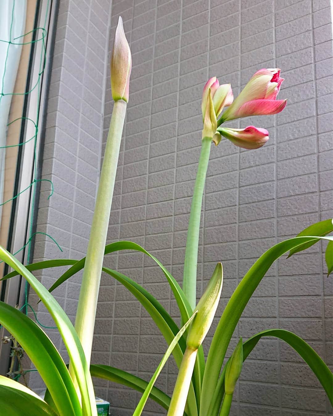 中田有紀さんのインスタグラム写真 - (中田有紀Instagram)「アマリリス。 開花が近づいています😆 そして下の方にも新しい芽が！ 気付かなかった～😳 #アマリリス #増えてる」5月1日 21時50分 - akinakada0508