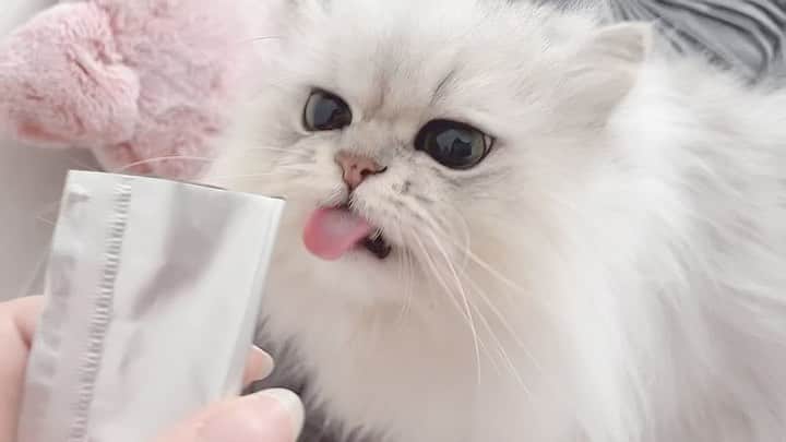 のインスタグラム：「⠀ ⠀ ぺろぺろはなちゃん🐱💕 ⠀ neco-ri（ねこり）は健康が気になる子も安心して食べれる、塩分控えめ、無添加の食べやすいチュールタイプのおやつ✨ 夏の水分補給としても👍  はなちゃんはお迎えした時にペット保険に入っていますが、保険に頼らず健康でいてほしい🥺 病気や健康のことを考えて、市販のおやつをあげれない方にもオススメです😌✨ ⠀ お試し購入で初回990円で購入できるので、ストーリーにリンク貼っておきます♪ ⠀ ⠀ #はなちゃん #hanachanmovie  #ねこり #健康 #健康第一 #チュール #無添加 #安心 #安全 #美味しい #水分補給 #おやつ #獣医 #腎 #長生きしてね #かわいい #チンチラシルバー #猫 #ねこのいる暮らし #ふわもこ部 #にゃんすたぐらむ #cat #family #chinchillacat #cute #persiancat #chat #gato #고양이 #yummy」