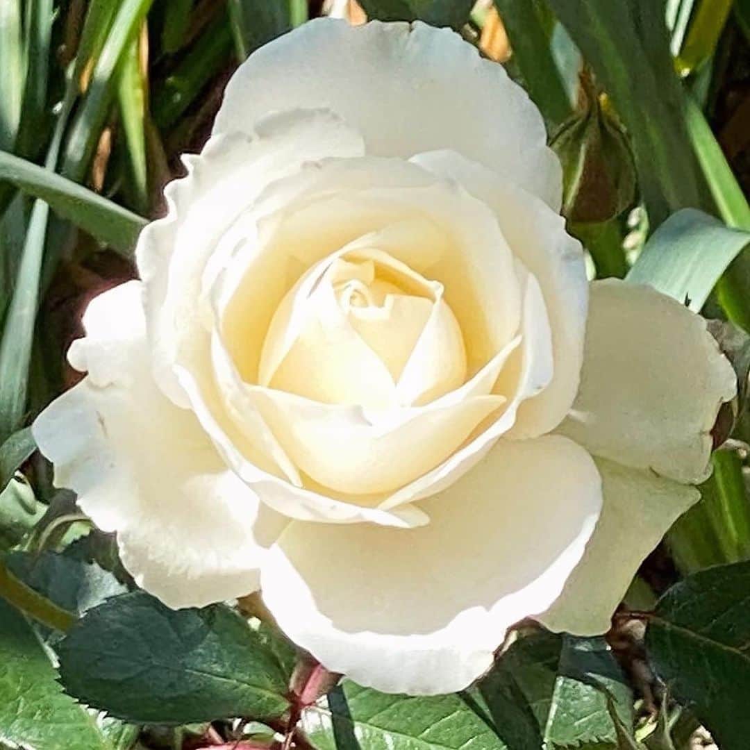 早瀬英里奈さんのインスタグラム写真 - (早瀬英里奈Instagram)「.  ✴︎✴︎✴︎５月✴︎✴︎✴︎  今日は白い薔薇🤍  花言葉は 「純潔」「心からの尊敬」「新たな始まり」「永遠の愛」 などが有るそうで。。 ブライダルローズと呼ばれることも💍✧˖°  真っ赤な薔薇も魅力的ですが 真っ白な薔薇もまた素敵です˖°⌖  薔薇の花束は。。 　　　やっぱり憧れますよね✴︎✴︎✴︎  #5月 #春 #spring #庭 #garden #祖母 #grandmother #花 #flower #薔薇 #rose #白い薔薇 #whiterose  #花言葉 #純潔 #心からの尊敬 #新たな始まり #永遠の愛 #ブライダルローズ  #weddingrose  #花束 #憧れ  #早瀬英里奈 #erinahayase  #erina」5月1日 23時59分 - erina.hayase