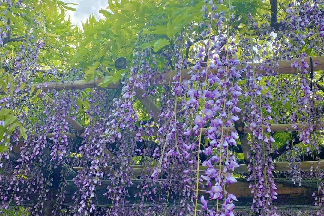 谷中麻里衣さんのインスタグラム写真 - (谷中麻里衣Instagram)「Wisteria flowers a while back 🌸  しばらく前、藤の花を見に亀戸天神へ🥰 菅原道真が祀られているところへのお詣りは受験生のとき以来かも✒️笑 ずっと食べてました😋  #亀戸天神#亀戸天神藤まつり#藤」5月2日 0時09分 - marieyanaka