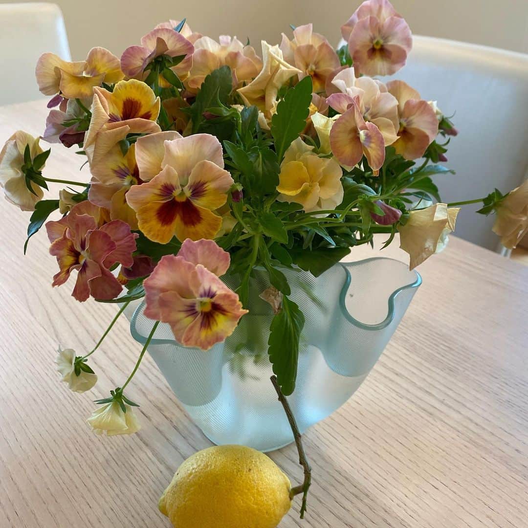 大竹しのぶさんのインスタグラム写真 - (大竹しのぶInstagram)「庭に咲いてた最後のパンジーと最後のレモン食卓に飾ってみた。 パンジーとレモンって歌が出来そう，全く出来ないけど😅 代わりにその鉢にまたまた春のお花を。 そしてその隣でまだ咲いてくれているジャクリーヌ。 稽古場に行く前のささやかな幸せ😊 #今日は来てくれなかったなあ猫さん。 #お花のある生活 #いつまで続くかなあ、 余裕がないと全く無理になりそう #大竹しのぶ」5月2日 8時25分 - shinobu717_official