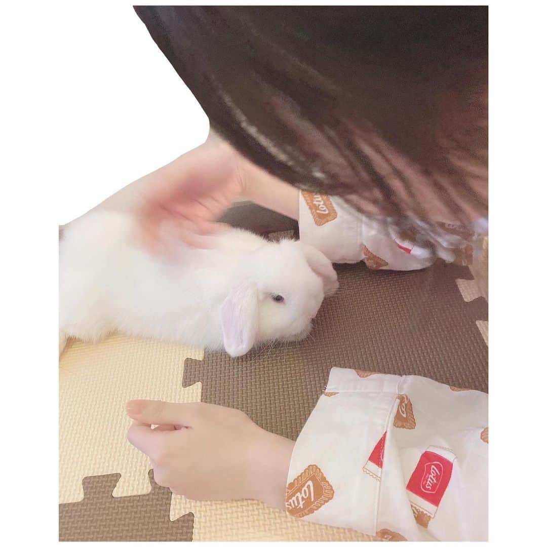 岩田陽菜のインスタグラム：「おはようさぎっ ̫ -ᐡ﻿ ﻿ 背中もみもみなでなでしたら、﻿ 脚揉んでくれました(ᐡ⸝⸝- -⸝⸝ᐡ)❤﻿ ﻿ きゅん♡﻿ ﻿ ﻿ #うさぎ#rabbit#うさぎのいる生活#ホーランドロップ#ホーランドロップイヤー」
