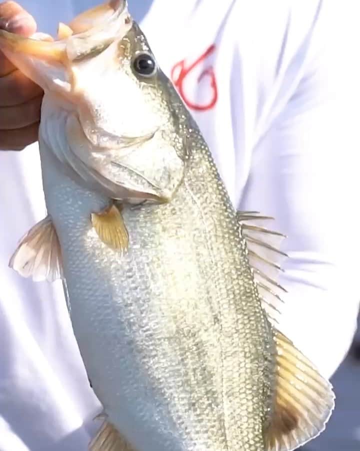 Filthy Anglers™のインスタグラム：「My New England friends, do us a favor and check out our buddies @getbenttv on @nesn tonight at 11:30PM EST. They went out to @lakebaccaraclodge last month and did some fishing and filming! Always appreciate the Filthy gear cameo on the big screen! Can’t wait to watch it - Happy Saturday everyone!  www.Filthyanglers.com #fishing #filthyanglers #outdoors #nesn #getbenttv #lakebaccaraclodge #bigbass #monsterbass #angler #newengland #dirtywatertv」