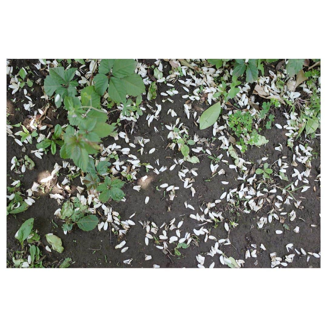 高垣麗子さんのインスタグラム写真 - (高垣麗子Instagram)「・ ・ ・  今日はじめて知ったこと  いつもの公園ですごくイイ香りのするお花が🍊みかんの木だった マスクをしていても足を止めてしまうほど、強く甘く魅惑的な香り✨  そして白く清楚なお花がとっても可愛らしかった𓂃𓂃✨  いつかお庭のある家に住めることがあったら(夢ですが😌)みかんの木を植えたいな、と本気で思ったのでした✨  お散歩をして公園遊びをして、私は今頃睡魔が... 娘は隣でまだまだ元気いっぱい...😳  ・ ・ #みかんの木 #みかんの花 #癒された #🍊  ・ ・」5月2日 16時54分 - reikotakagaki