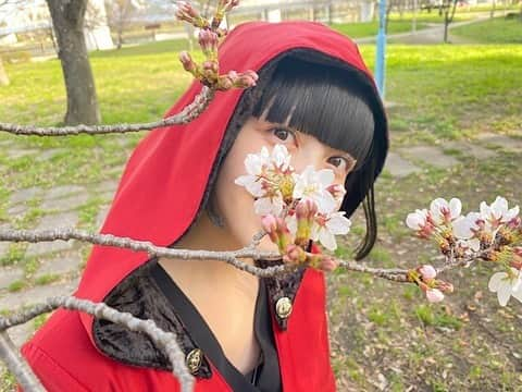 久保史緒里ファンアカウントさんのインスタグラム写真 - (久保史緒里ファンアカウントInstagram)「久保史緒里さんのブログが更新されました！ぜひチェックしてみてください！  そして、昨日はBSフジでのクロシンリ初回放送がありました！関西圏外の方にとっては待ちに待った日だったのではないでしょうか？ その放送終了後、カンテレドーガにて期間限定無料配信が開始されました！見逃した方はこちらでご覧いただけます！ #乃木坂46 #久保史緒里 #久保ちゃん #毎日久保史緒里 #久保ちゃん白すぎ可愛すぎ  #久保史緒里さんしか #毎日がkuboshioriday  #クロシンリ #shioriblog」5月2日 17時15分 - shiori_kuboshika