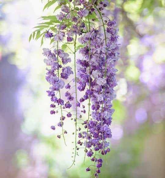 内山絵里加さんのインスタグラム写真 - (内山絵里加Instagram)「・ ・ 自然に癒されたくて 母と藤の花を見に近所をふらり散歩。 藤の花も見納めでしょうか.. いろんな紫があって素敵でした🫐🍇 ・ あすからの"ふくわうち"は 毎日私のお気に入り商品をプレゼント！ ・ 来週は、浜松市の鳥居食品さんの 大人気！トリイソースシリーズから 限定商品の『桶底のチカラ』📦 完売続出の貴重なソースですよ◎ ・ メール: fuku@digisbs.com   FAX : 0542875555 Twitterは、 #ふくわうち で メッセージ、お待ちしています📨 ・ 素敵なGWをお過ごしくださいね👱🏻‍♀️🤍 ・ #藤 #藤棚 #藤の花 #花で季節を感じたい #花めぐり #花さんぽ #お花好きとつながりたい #日曜日 #春の日 #自然に感謝 🌳」5月2日 17時32分 - erika.uchiyama1129