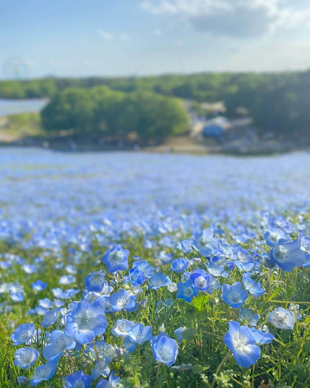 新藤まなみさんのインスタグラム写真 - (新藤まなみInstagram)「﻿ ﻿ ずーーーーっとまえから行きたかった﻿ ひたち海浜公園…💙🤍﻿ ﻿ ネモフィラ満開で最高に気持ちよかった🥰💠﻿ ﻿ #国営ひたち海浜公園　#ネモフィラ　#みはらしの丘　#茨城　#ひたち　#花畑　#ネモフィラ畑　#春　#映え」5月2日 17時33分 - manami_official_