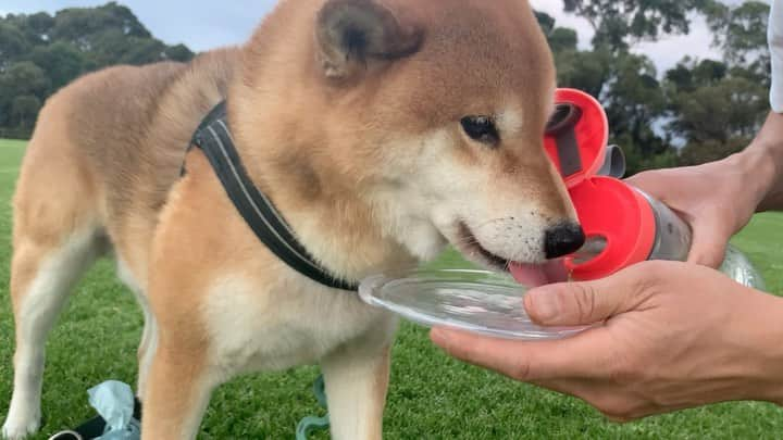 Shibainu Pontaのインスタグラム：「😑😑😑😑　@bentleyy_the_corgi   エリックが言ったgo away聞き取れますか？😉  .  #melbourne #shibainu #ponta #corgi #メルボルン　#柴犬　#コーギー　#ウェルシュコーギー」