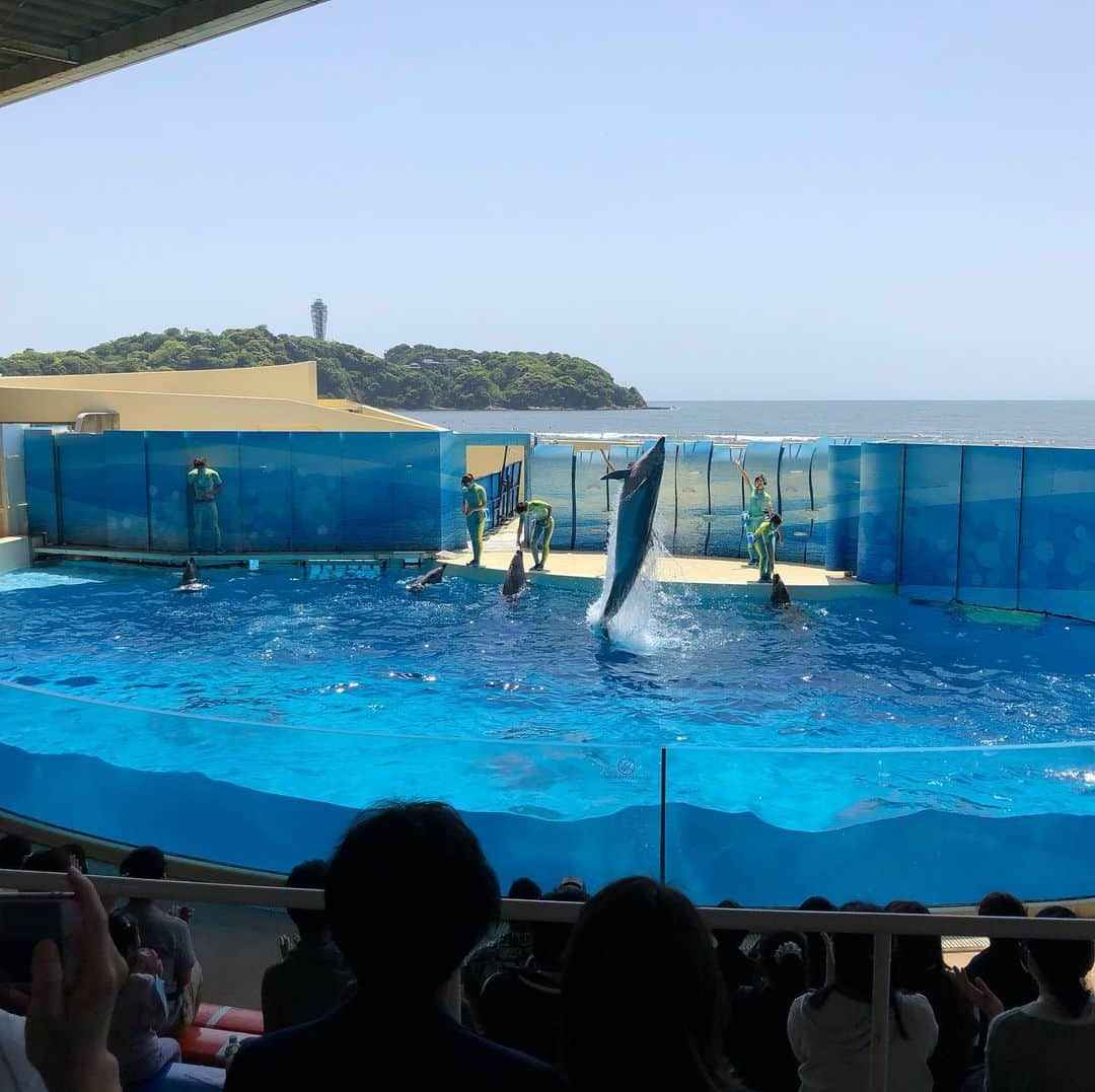 太田雄貴のインスタグラム：「イルカのショー🐬をみに江ノ島へ✨」