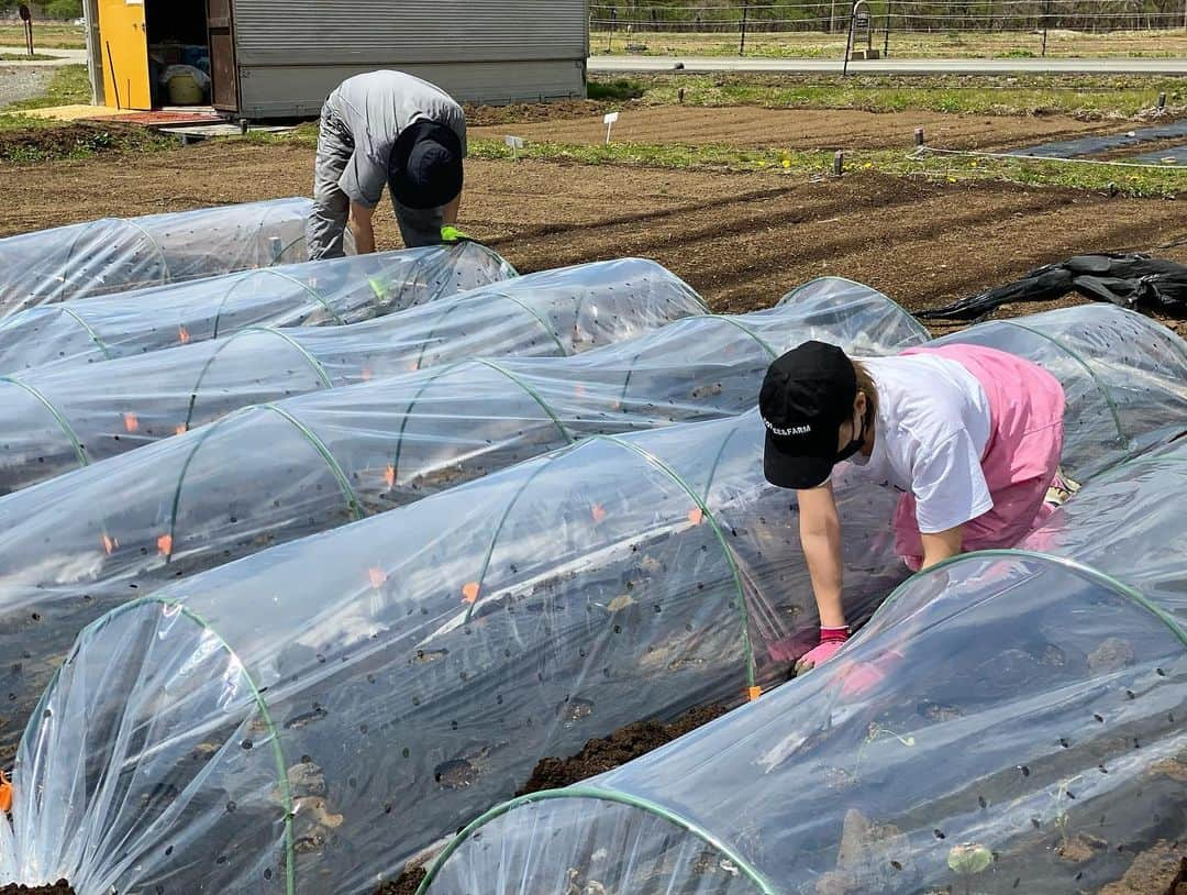 カナさんのインスタグラム写真 - (カナInstagram)「早朝から農作業 @coffeeandfarm 👩🏻‍🌾🌷 種を蒔いてからちょうど１週間 ちゃんと小さな芽が出てたよ🌱❤️ 今回は、順調に育つように寒さなどから守るための ビニールかけと🤲🏻お水をあげてきたよ🚿✨ 次行く時には、もう少し大きくなってるかな？☺️ すくすく成長してね🌽🥔 近くのチューリップ畑も富士山も とても綺麗に見える快晴でした🌈🗻 心と身体が喜ぶ時間、本当に幸せ…！🤍✨ ． #農業　#coffeeandfarm」5月2日 21時00分 - _kana627_