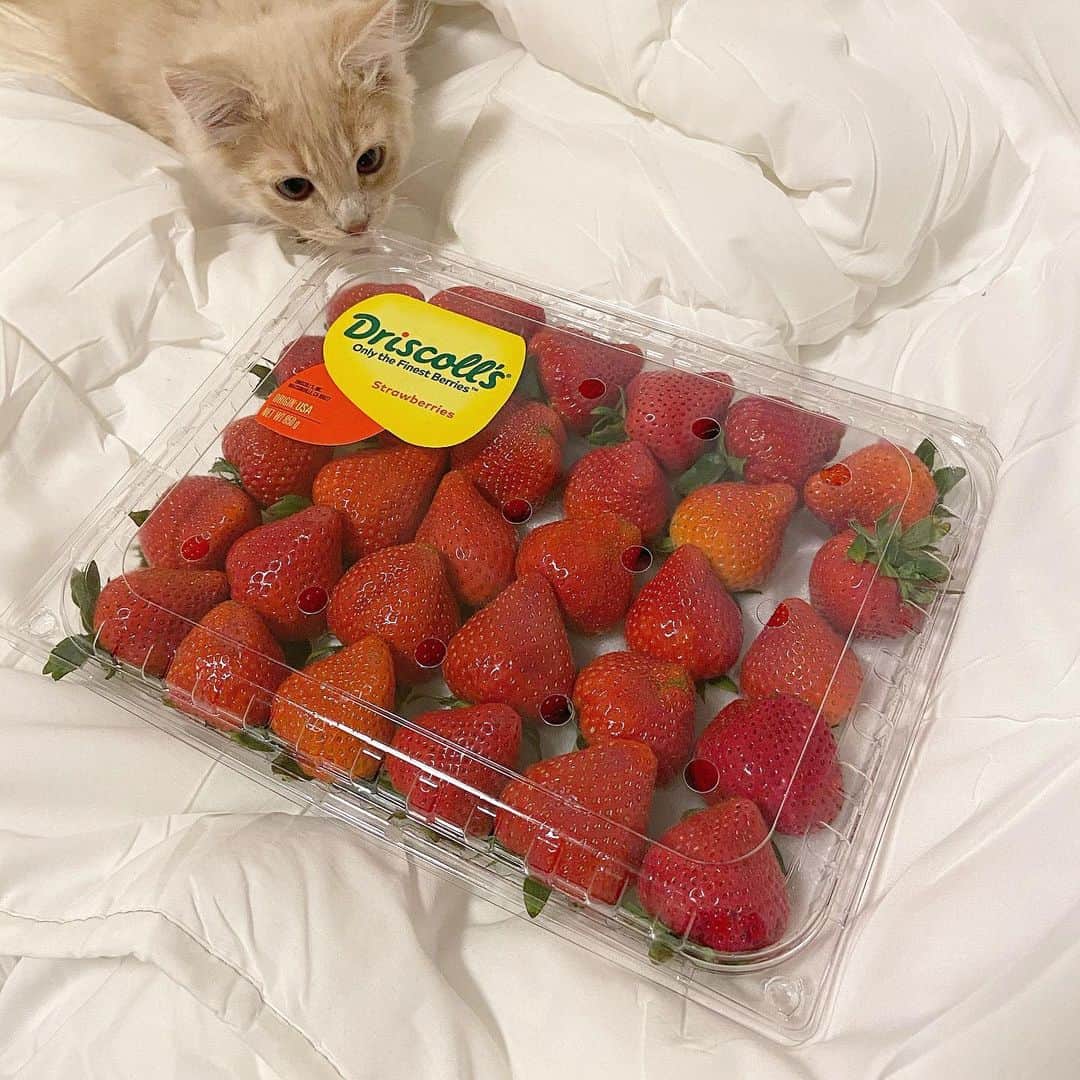 sarimaru(国木田さりまる)のインスタグラム：「コストコ行ったは良いけど1人で消費しきれそうなものが全然なくていちごとクエン酸だけ買いました🍓  ぱるむいちごの匂いめちゃくちゃ苦手っぽい😂」