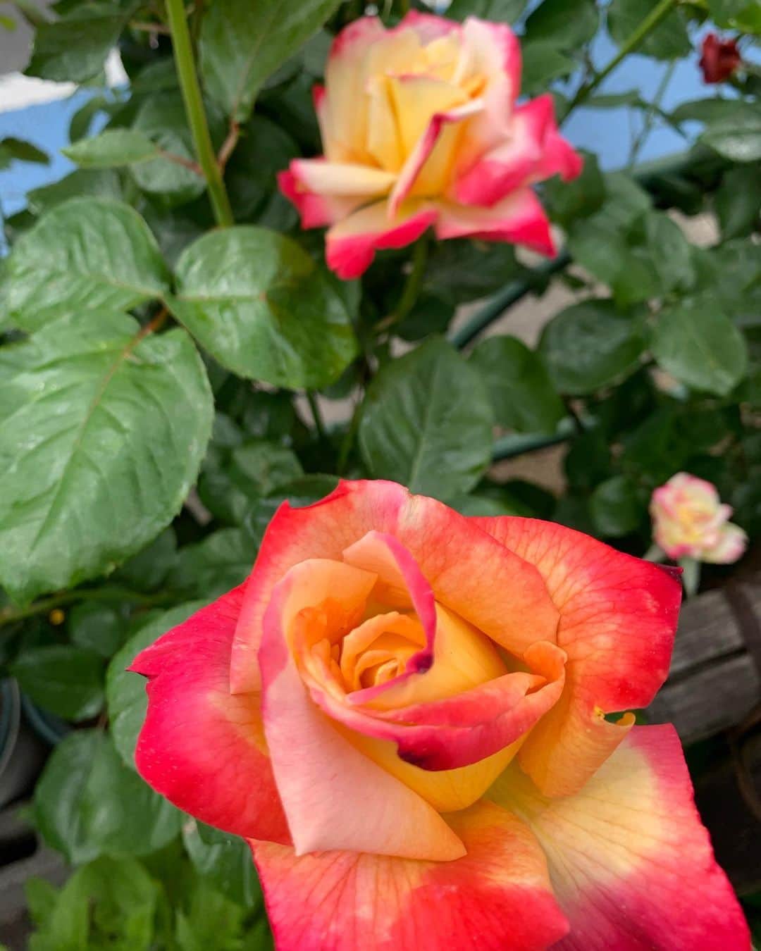 高見恭子さんのインスタグラム写真 - (高見恭子Instagram)「あなたという 花が咲いています 見てあげよう 褒めてあげよう！」5月3日 8時22分 - takami_kyoko