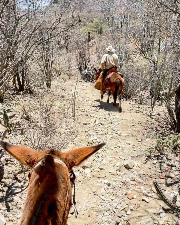 National Geographic Creativeのインスタグラム：「Video by @balazsgardi / Deep in the heart of Mexico’s Baja peninsula, cowboys or vaqueros uphold a traditional way of life that has changed little since their ancestors arrived from Spain three centuries ago.  Rancher Nacho Arce Arce took me for a ride on El Camino Real (“The Royal Road”), a backcountry trail that once linked mission settlements from southern Baja all the way up to Sonoma, California.  Come along with me for the next week as I take you inside the hardscrabble, rarely seen world of the last vaqueros.」