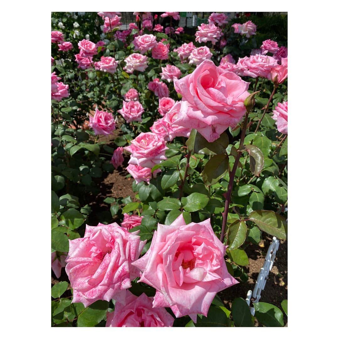 田中雅美さんのインスタグラム写真 - (田中雅美Instagram)「とてもいい香りがしました。 桜が去って、薔薇の季節。  ・ ・ 遠出はできないので、せめてお散歩で、子供はエネルギー発散。 大人は薔薇の美しさに癒されました。  ・ ・ #gw #近所のお散歩 #薔薇が綺麗でした #本当は温泉にでも行きたい #うずうず #我慢」5月3日 17時29分 - tanakamasami_official