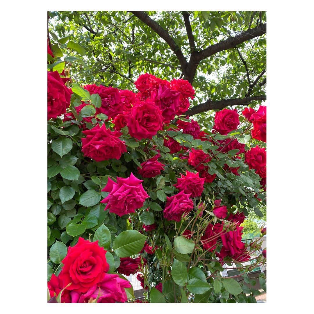 田中雅美さんのインスタグラム写真 - (田中雅美Instagram)「とてもいい香りがしました。 桜が去って、薔薇の季節。  ・ ・ 遠出はできないので、せめてお散歩で、子供はエネルギー発散。 大人は薔薇の美しさに癒されました。  ・ ・ #gw #近所のお散歩 #薔薇が綺麗でした #本当は温泉にでも行きたい #うずうず #我慢」5月3日 17時29分 - tanakamasami_official