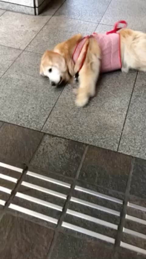 高橋ひとみのインスタグラム