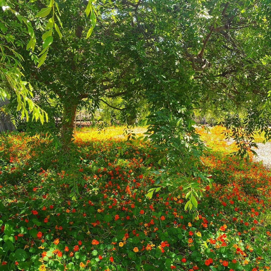 ティア・ブランコさんのインスタグラム写真 - (ティア・ブランコInstagram)「Spring inspired 💐👩‍🎨🌳ever since I started painting regularly, I swear every bit of nature seems like a painting coming to life! Almost like I’m seeing the world from a whole new perspective, seeing every highlight on waves, every single leaf on trees, the shadowing in the clouds and every blend of colors on flowers! I just find it interesting because all those intricate details in nature were always there, but painting has allowed me to appreciate it more now! Anyway, I went on a walk around the neighborhood with my doggy & was in awe of spring & all of its glory... all I wanted to do was put everything I saw on a canvas 🤪 Painting gives a little extra light & color to my soul 💫🖼 happy to share this painting to welcome in my favorite month of the year. #art #springflowers #may」5月3日 9時30分 - tiablanco