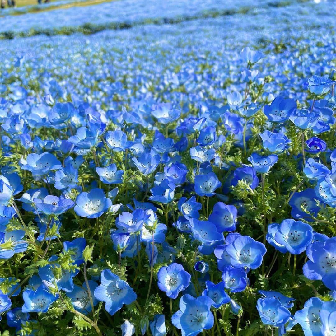 青山あみのインスタグラム：「自然に癒された日💙」
