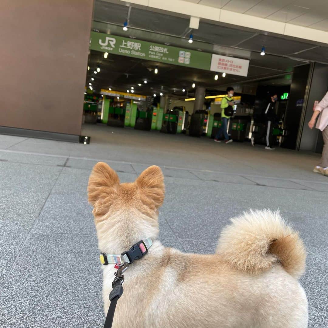 hajimeのインスタグラム：「ポッチ:「上野駅めっちゃすいてんなあ〜」  緊急事態宣言中のお散歩🐕  #上野#上野駅#上野公園#散歩#緊急事態宣言」