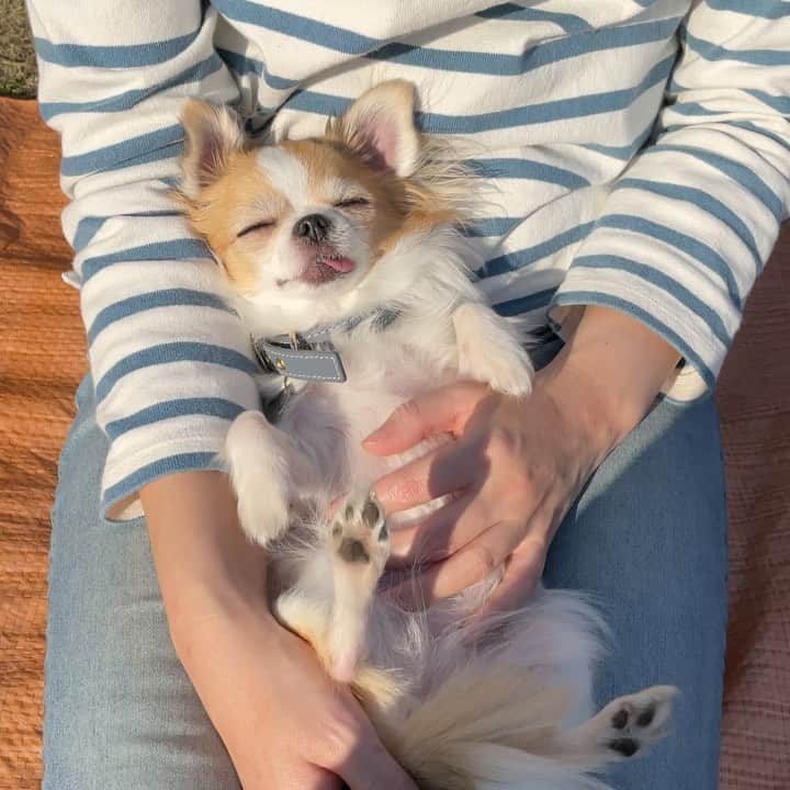 ちまのインスタグラム：「Rub my belly 🐶💕👩🏻  お腹さすさす☺️  #チワワ #chihuahua #ชิวาวา #PECOいぬ部 #WeeklyFluff #dogs #dogsofbark #bestviideo #bellyrubs #tummyrubs」