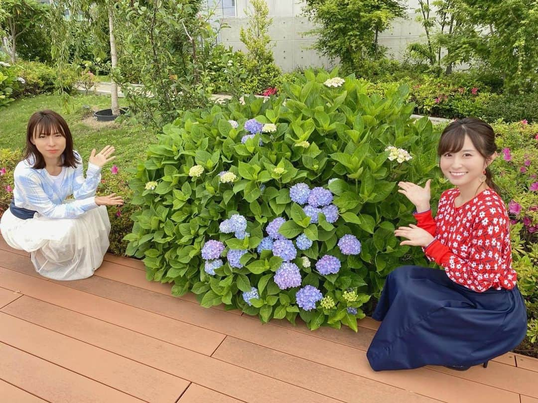 佐藤佳奈さんのインスタグラム写真 - (佐藤佳奈Instagram)「今朝はすまたんお天気担当でした！ ・ 今日も雨予報☔️ 朝は今年1番のあたたかさで、薄手の長袖でも上着なしで過ごせました！ 家を出る時は雨が降っていなくても、傘を忘れずにお持ちください🌂 ・ テラスに紫陽花が咲いてました✨ ・ ・ #すまたん #すまたんzip #さかなのギョギョッとギャグ天気」5月18日 7時52分 - kana_sato_sakana