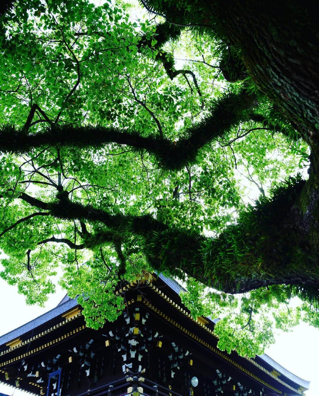 SHOCK EYEさんのインスタグラム写真 - (SHOCK EYEInstagram)「青い空に立派な本殿。 尾張国一宮 真清田神社⛩ とにかくヌケ感のある気持ちの良い神社さんでした。 ２枚目の鬼板、屋根の部分のぼってり具合がとてもお気に入り✨   境内には白河天皇が重い眼病を直し、明治天皇がお茶を飲まれた「神水舎」があるよ。 楠の古木「夫婦楠」「御縁楠」「幸運楠」も見どころ＾＾  #真清田神社 #名古屋 #一宮 #神社 #尾張国」5月18日 9時35分 - shockeye_official