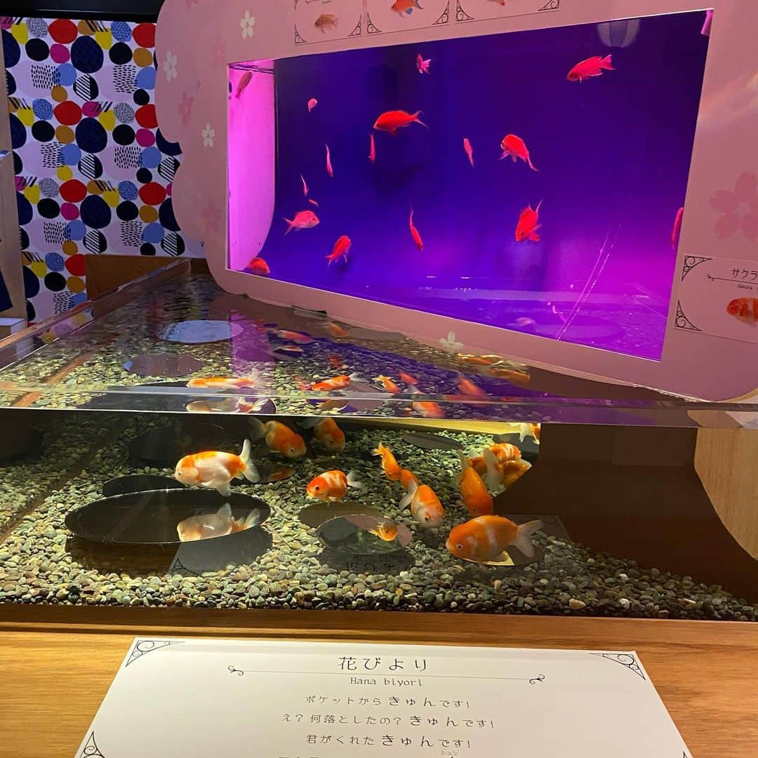 山下七子さんのインスタグラム写真 - (山下七子Instagram)「ナビテレ！今回も宮島水族館にロケにお邪魔しました🐬⭐️  　春期特別企画展「花びより」 宮島水族館ならではお花見が楽しめますよ〜🌸 なんと、お魚さん達と一緒に映え写真を撮ることができるんです！🤳✨私も、番組内で映え写真にチャレンジしました🤳🤳  実は、「花びより」を見るのは２回目だったのですが、細かい所までとっても可愛いくて何度見ても楽しめます♪ちなみに、私が展示の中で1番好きだったのは、熱帯魚のベタの展示！以前、ベタをお家で飼っていたんです☺️  会　期　3月19日（金）〜5月5日 時　間　9:00〜17:00 　 ⚠️最終入館時間は16:00 会　場　1階　企画展示室 入場料　無料　（宮島水族館の入館料でご覧いただけます）  #宮島水族館#山口朝日放送 #ナビテレ！#花びより」5月3日 19時01分 - yamashita_nanako