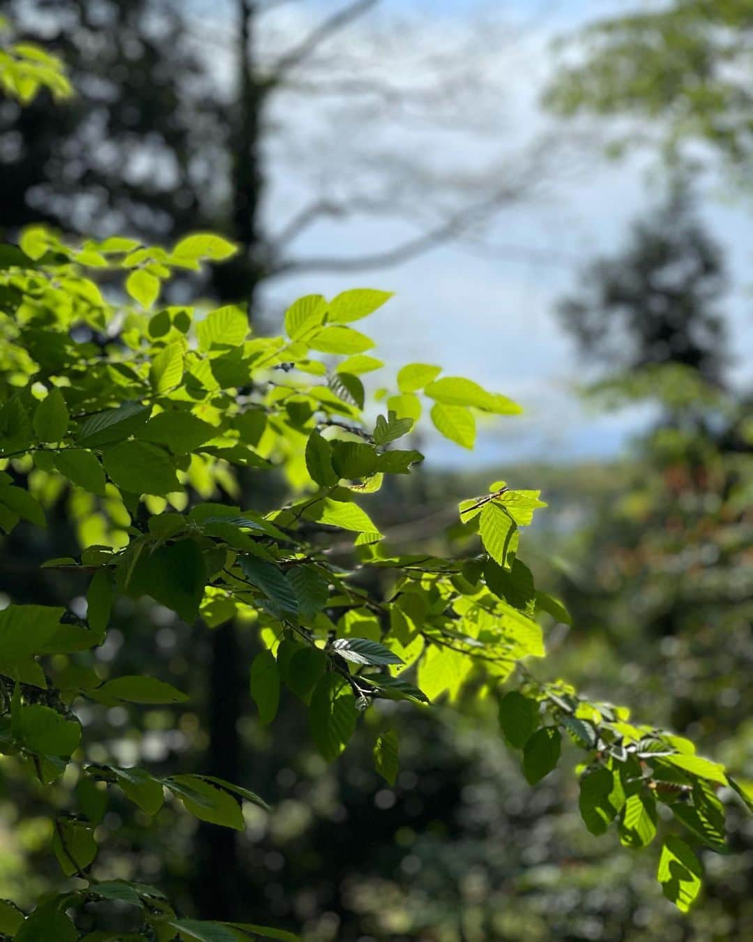 鈴木六夏さんのインスタグラム写真 - (鈴木六夏Instagram)「昔はなーーーんにも思わなかったのに 葉っぱが陽の光でキラキラしてるとか そんなことが、とっても綺麗で夢中で写真を撮ってしまう歳になってきた😂  この日もビスコは風景と同化。」5月3日 20時27分 - rikuka.62