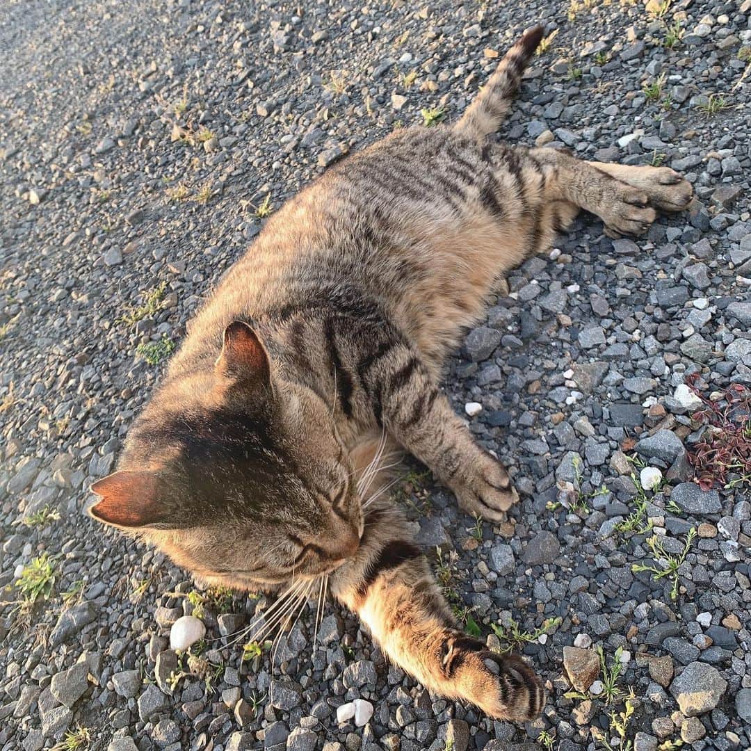 漆山凛のインスタグラム：「お寿司屋さんの猫、可愛すぎた。 🍣🐈」
