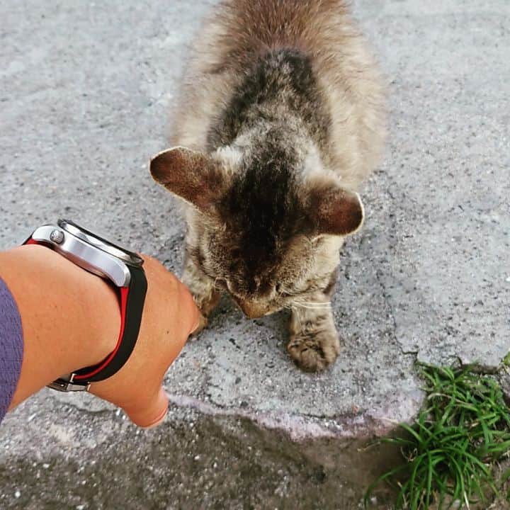 杉田芳尚のインスタグラム：「・  ・  癒やしであります。  #猫 #cat #catstagram」