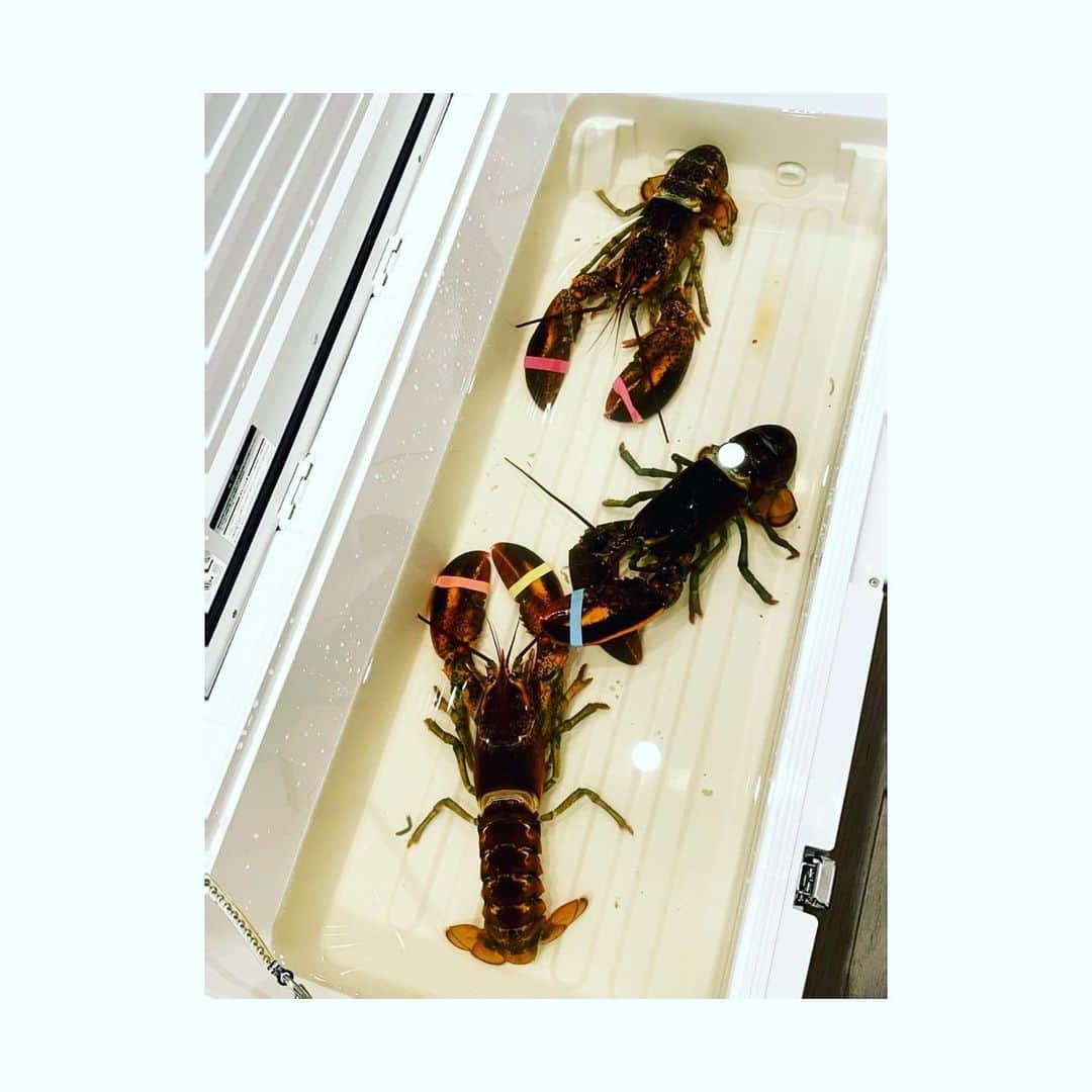 神田うのさんのインスタグラム写真 - (神田うのInstagram)「My husband cooked dinner for the first time in a while.😍🙆‍♀️ And my daughter was surprised by the living lobsters before they were cooked❣️🤣 Anyway,I'm sooooo glad to that my husband be able to cook again like this❣️  #stayhome#ステイホーム#suppermadebymylove#dinnermadebymylove#主人が作ってくれた#お夕食#お夕飯#steamedlobster#steamed#lobster#lobsters#dinnerathome#dinner#unokanda#神田うの」5月3日 22時51分 - unokandaofficial