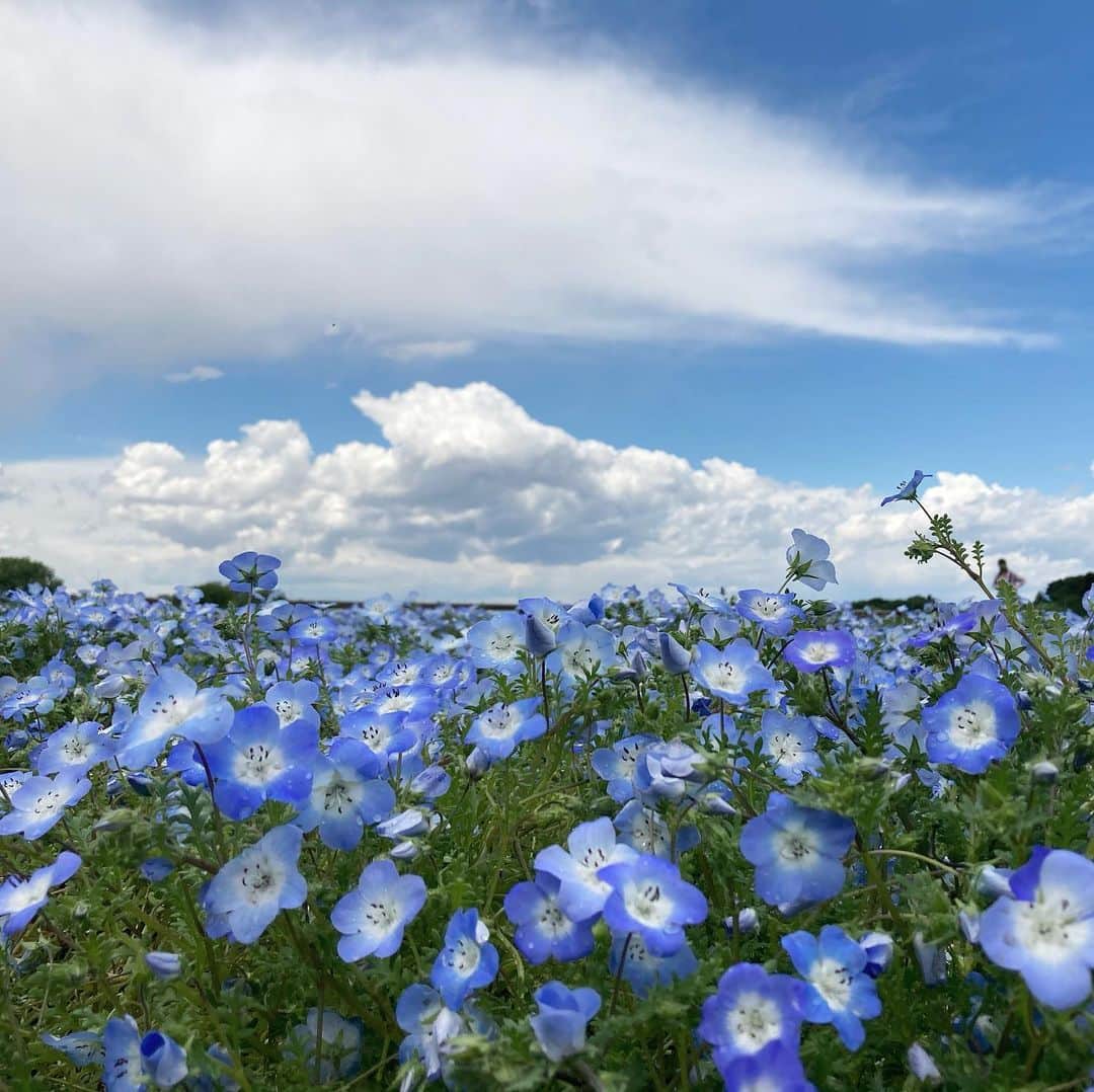 narumiさんのインスタグラム写真 - (narumiInstagram)「#ネモフィラ ㅤㅤㅤㅤㅤㅤㅤㅤㅤㅤㅤㅤㅤ ㅤㅤㅤㅤㅤㅤㅤㅤㅤㅤㅤㅤㅤ 青は青でも、消えそうで、でも目に入るこの青が好き 儚いって言葉じゃ、なんだか軽いけど、」5月3日 22時59分 - narumi_hoshi__