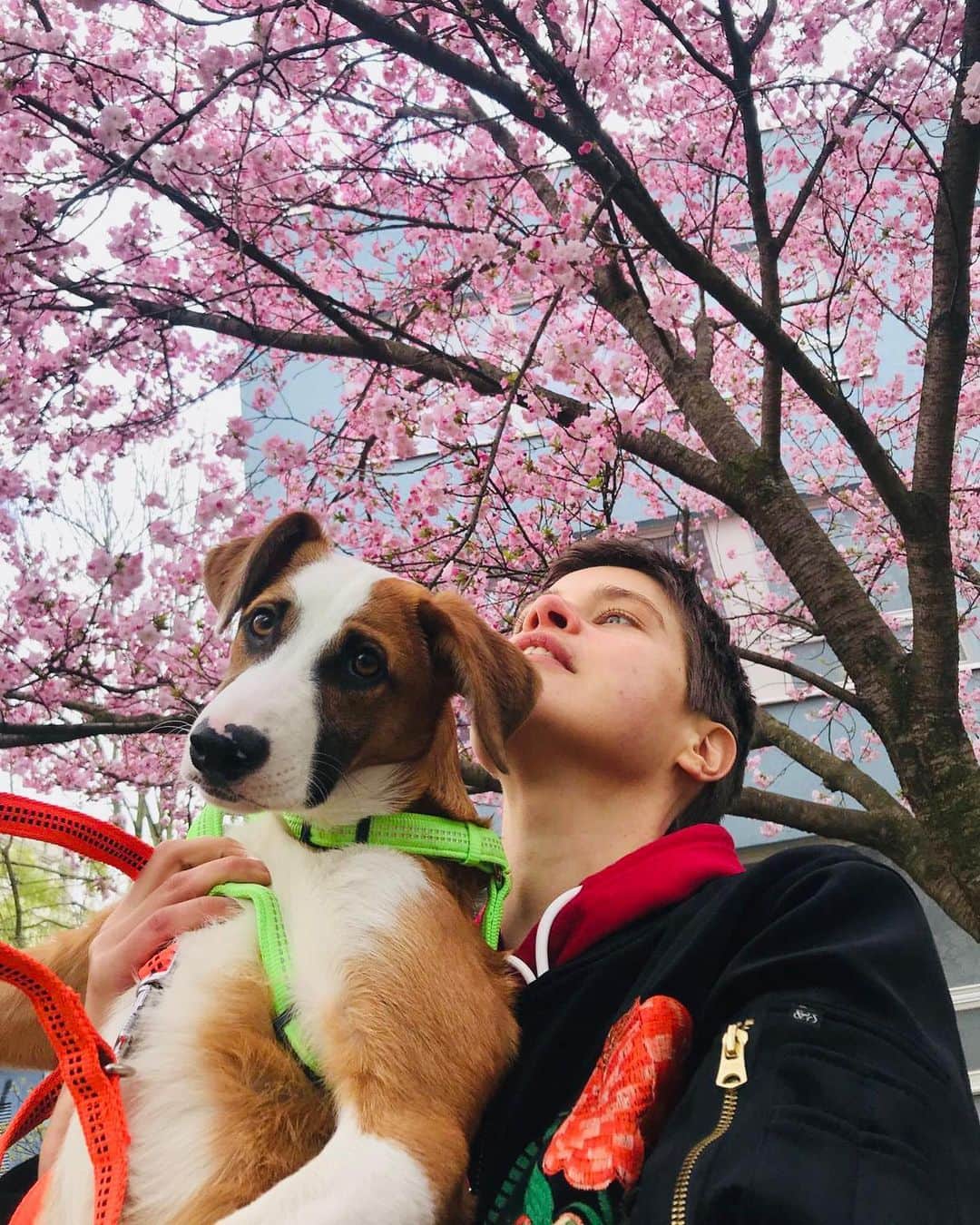 Kris Gottschalkのインスタグラム：「Cherry blossom kiddos 🌸   Lola looks a bit confused 🐶  And I’m zoning out... My thoughts going to all kind of places.  But we were just trying to chill and enjoy the beginning of spring... So what’s the matter?  I feel stressed but by what? Java, Math, apartment, mum, household errands, did I water the plants, vat return etc.... could be all of it or nothing. Do you have a hard time to relax at the moment as well? How to stop worrying?  I’m tired. It’s an anxious time. Sometimes I forget. It has become so normal to live under such strict restrictions. I try tell myself to go easy. I try. I try to be nicer to myself. I fail. I try again. It’s okay. Tomorrow will be better.」