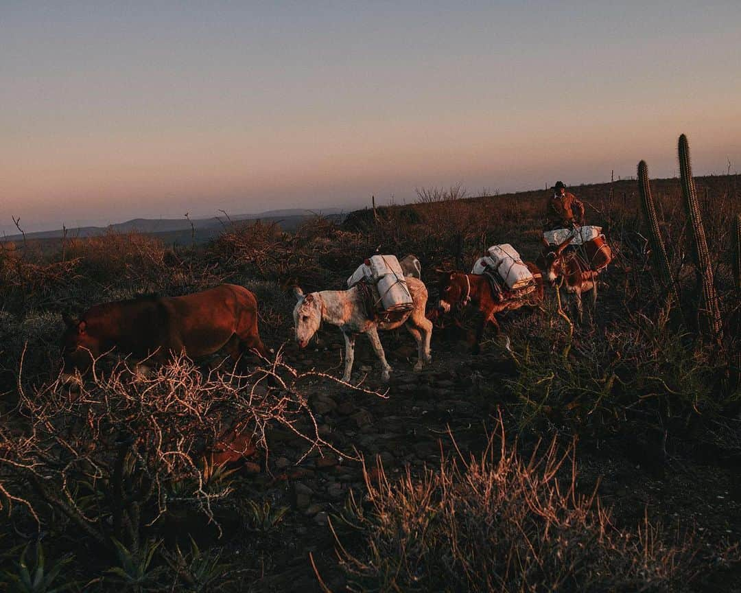 National Geographic Creativeさんのインスタグラム写真 - (National Geographic CreativeInstagram)「Photo by @balazsgardi / On the high mesas of Baja, Mexico’s Sierra de San Francisco, vaqueros eke out a living by raising cattle and goats. With no rain for more than a year, Nary Arce Aguilar must travel down to the lowlands with pack mules several times a week to collect enough water for his family and animals to stay on their ranch.」5月4日 2時02分 - natgeointhefield